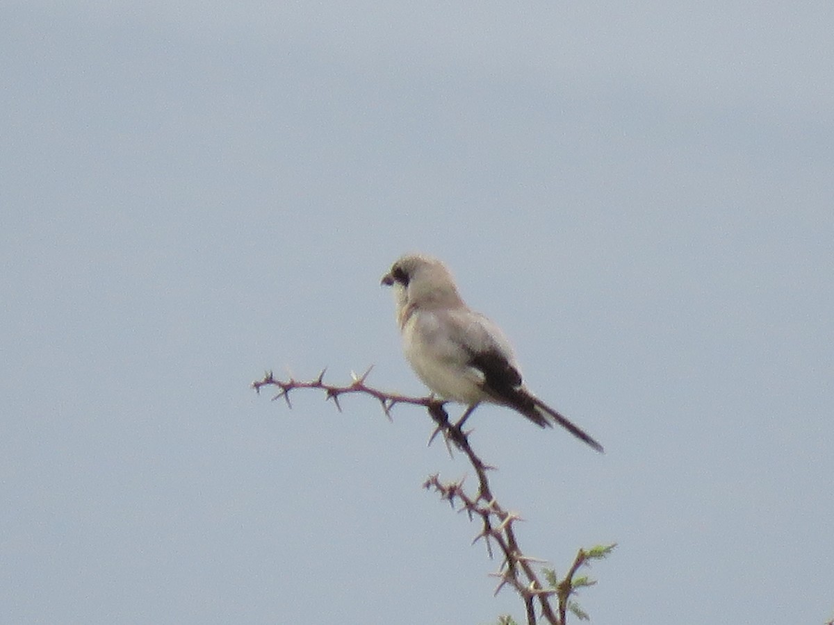 Lesser Gray Shrike - ML639577921