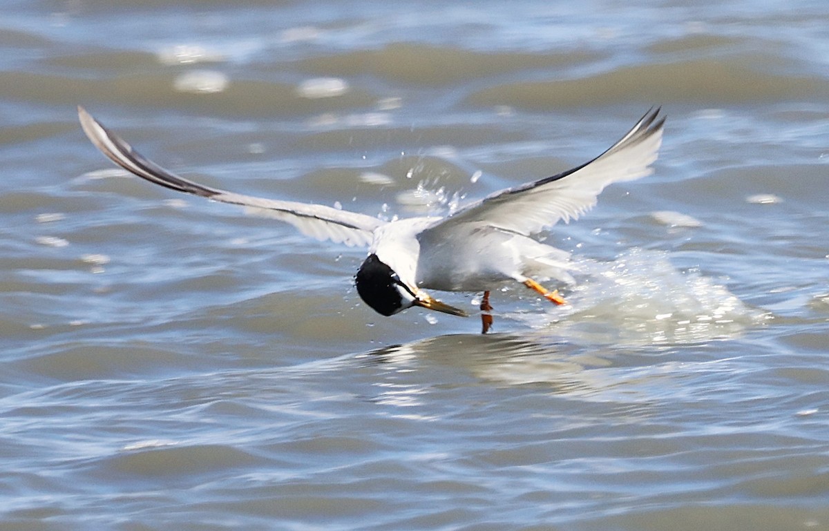 Least Tern - ML639577923
