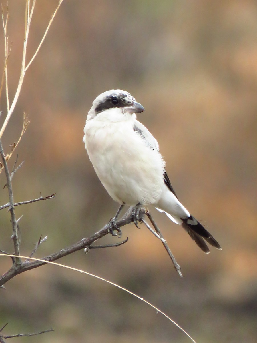 Lesser Gray Shrike - ML639577953