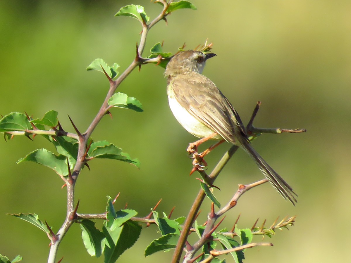 Black-chested Prinia - ML639578033
