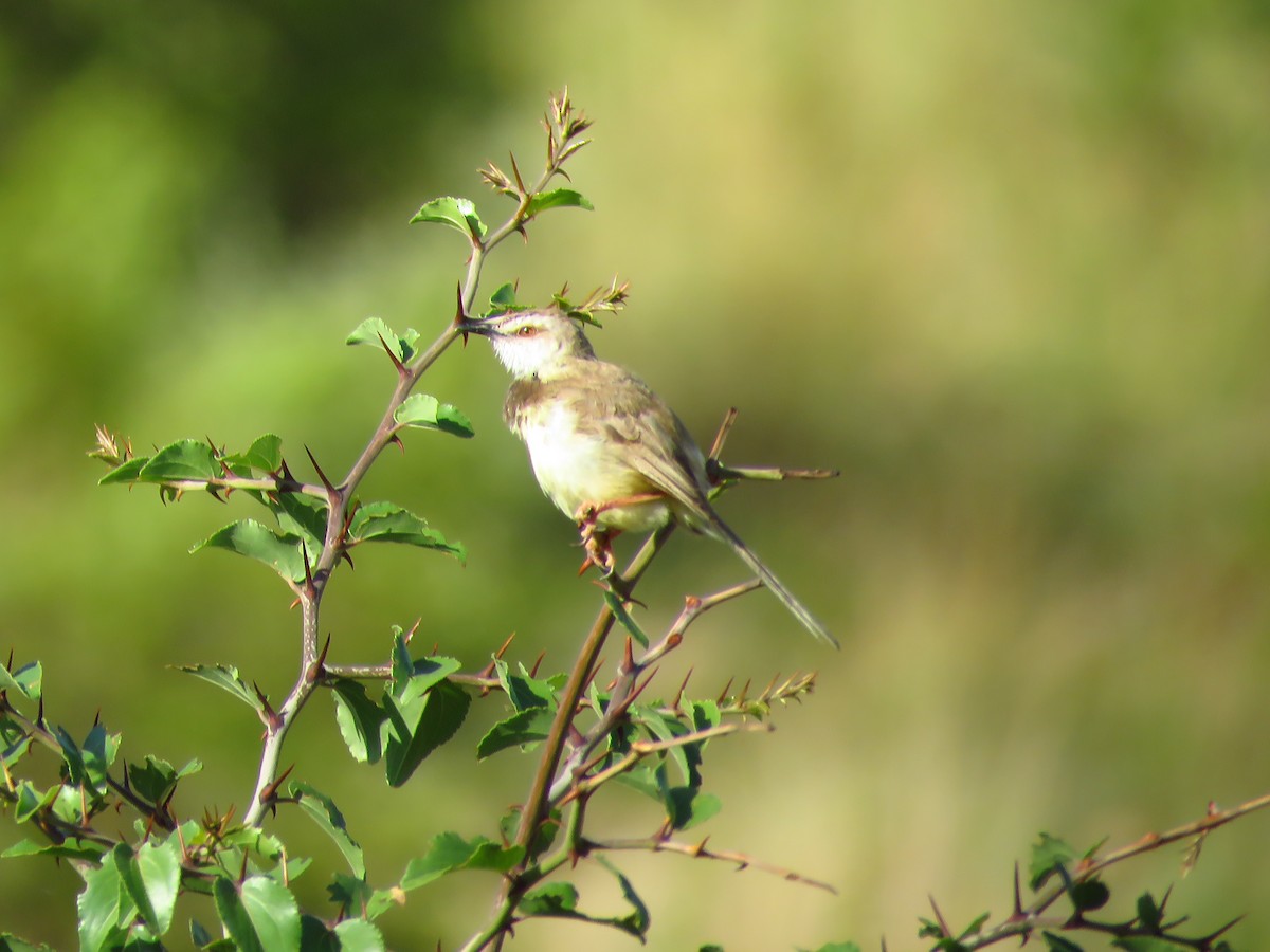 Black-chested Prinia - ML639578034