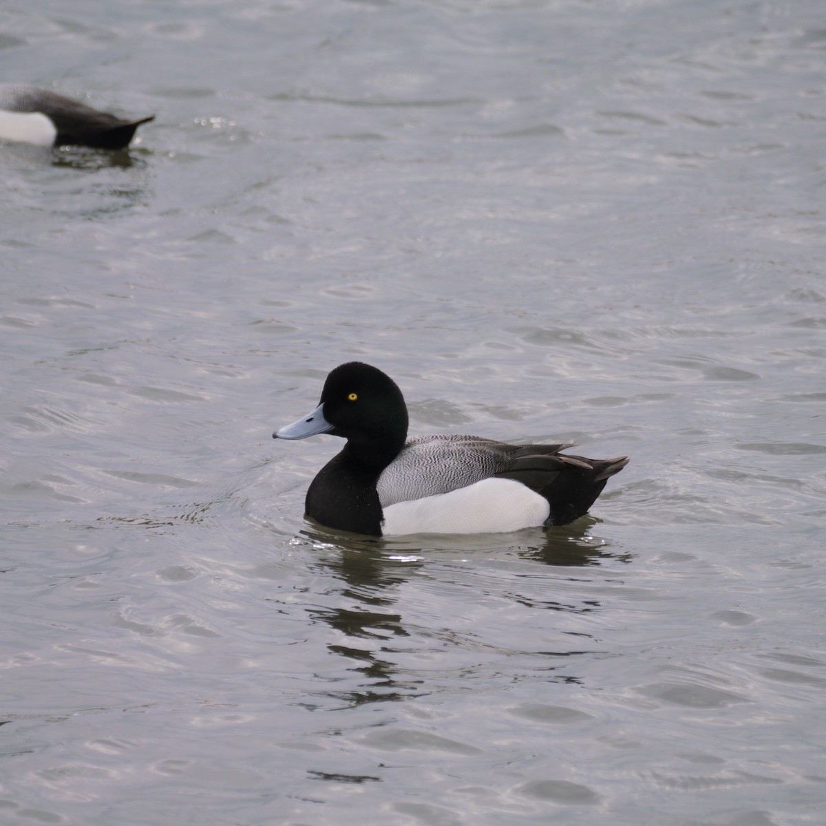 Greater Scaup - ML639578037