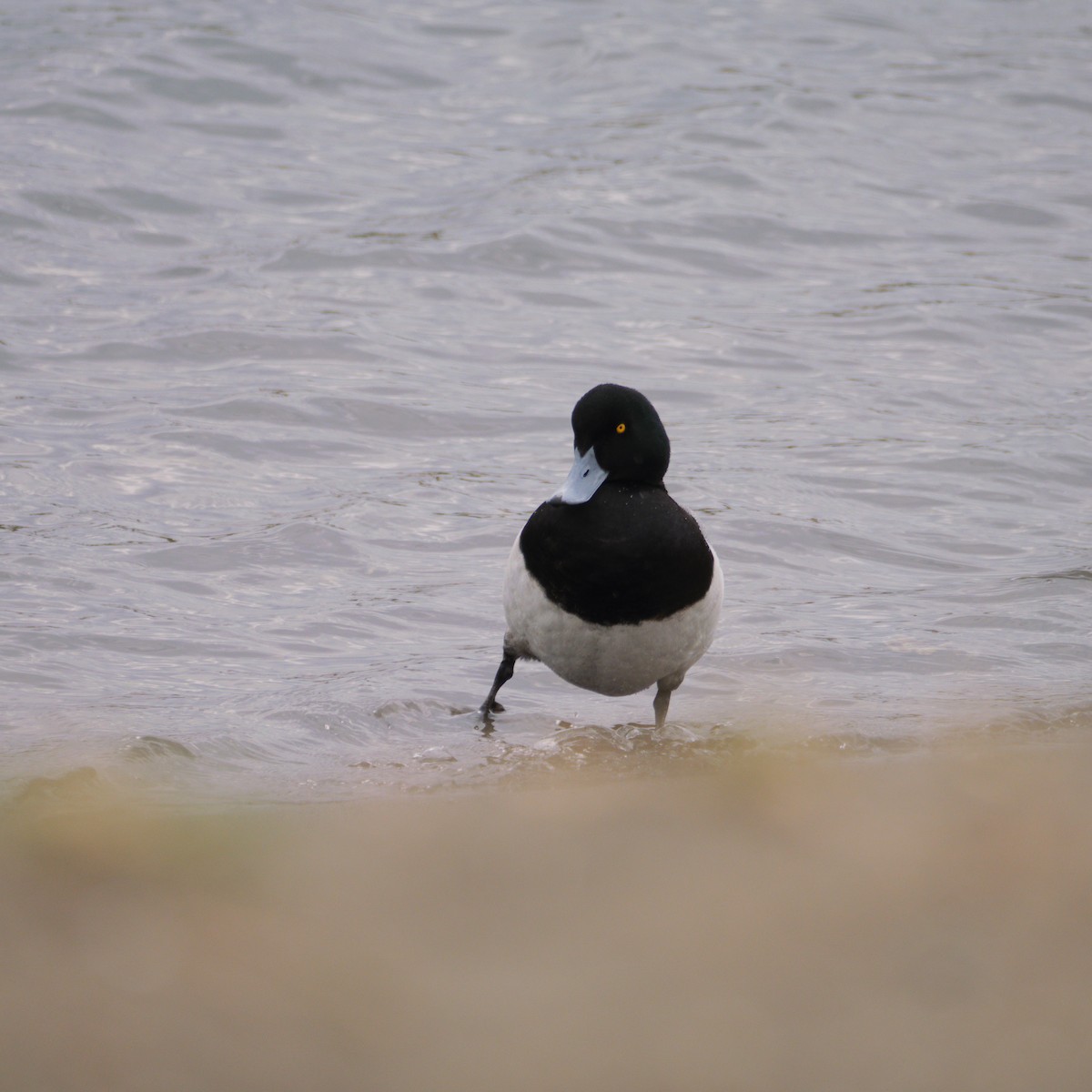 Greater Scaup - ML639578047