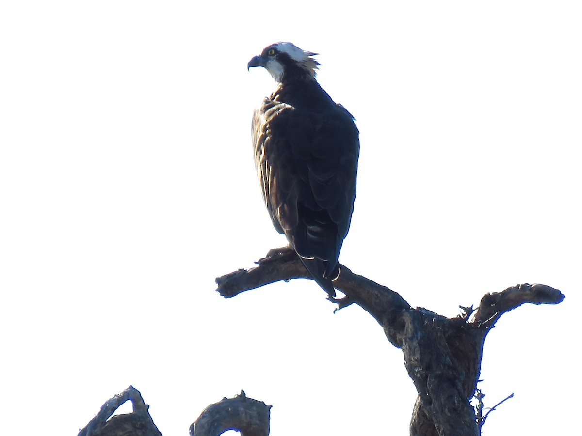 Osprey (Eurasian) - ML639578049
