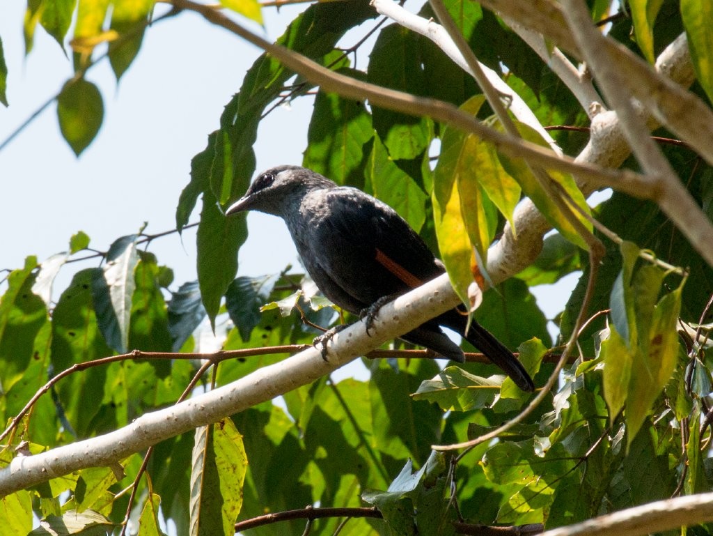 Waller's Starling - ML63957821