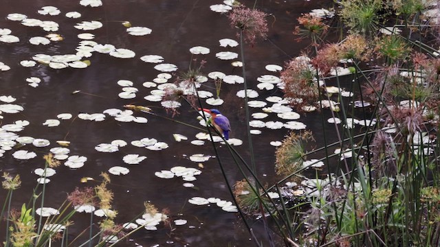 Malachite Kingfisher (Mainland) - ML639578271