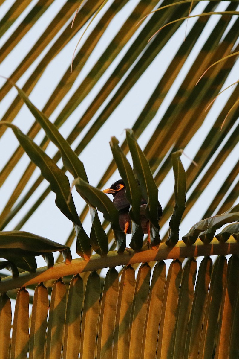 Common Myna - ML639578287