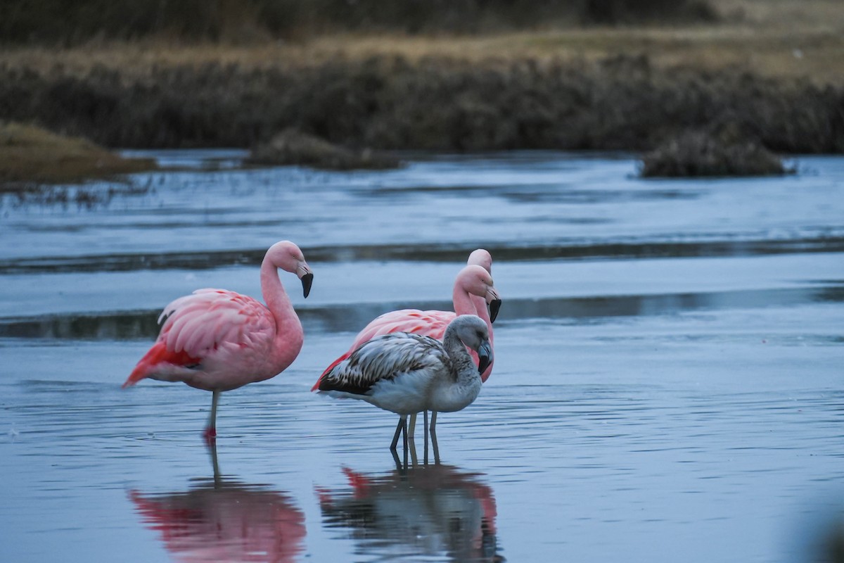 chileflamingo - ML639578307