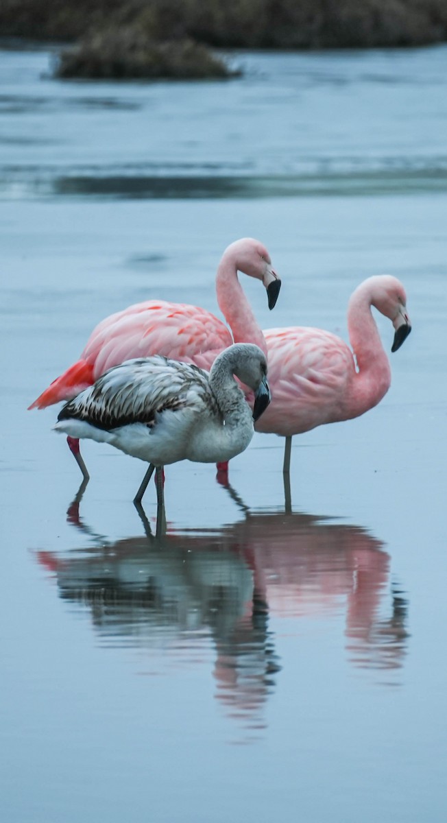 chileflamingo - ML639578309
