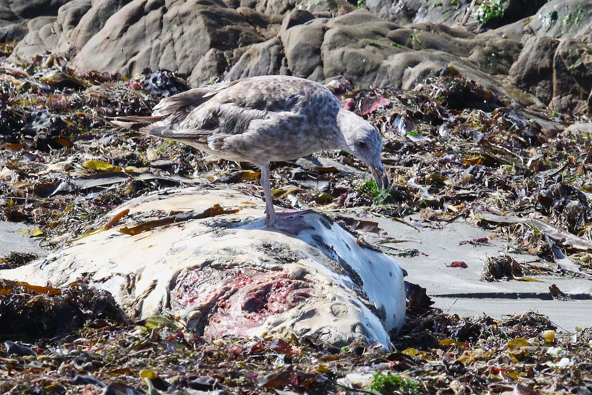 Western Gull - ML639578324