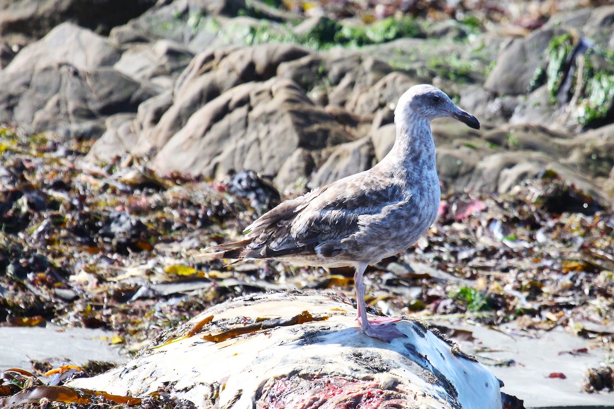 Western Gull - ML639578325