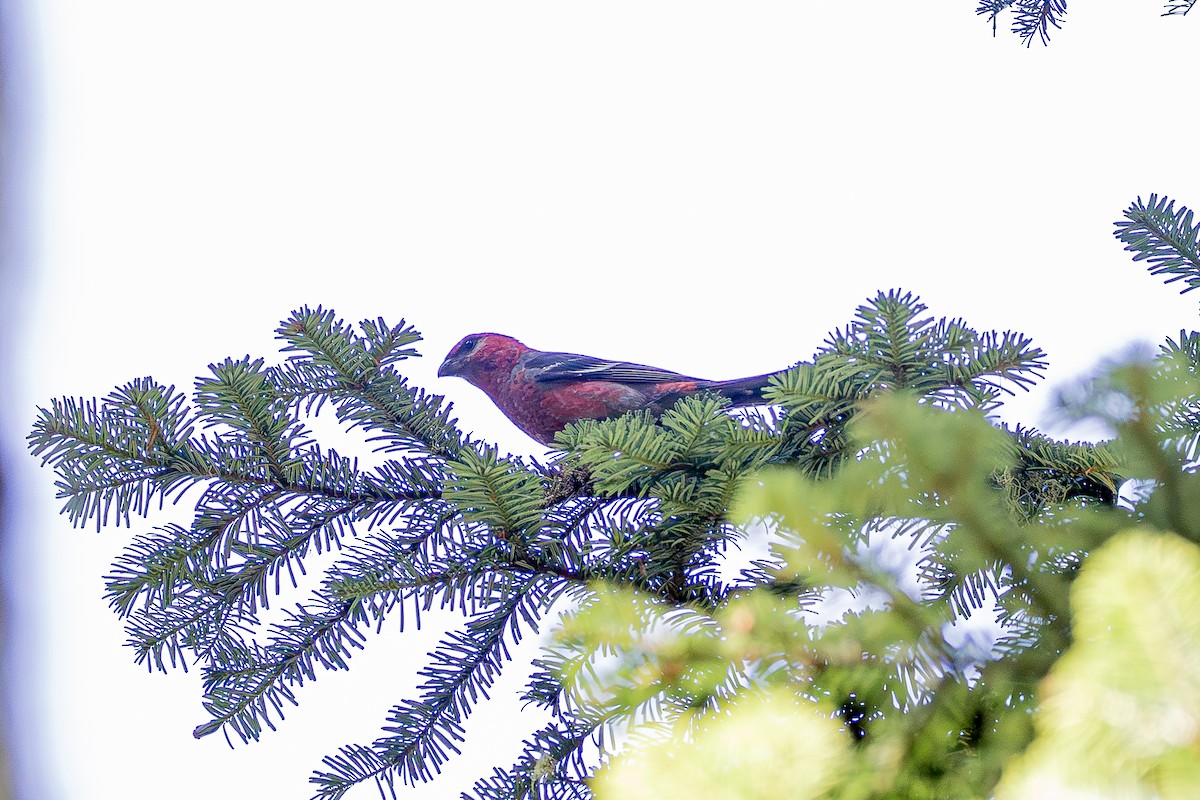 Pine Grosbeak - ML639578327