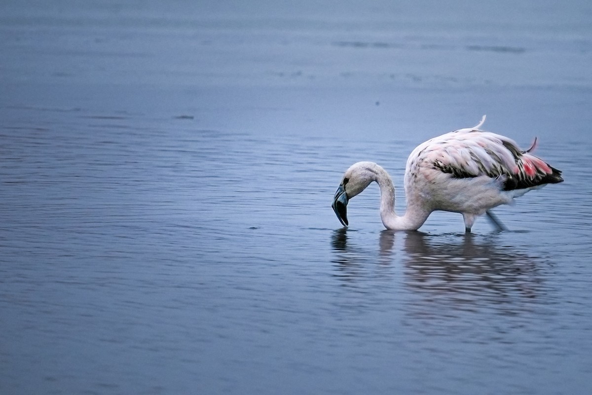 chileflamingo - ML639578338
