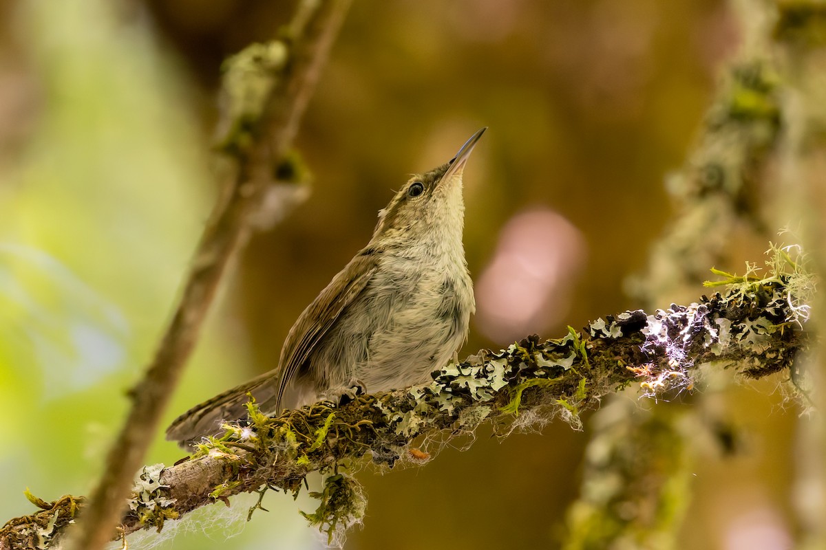 Bewick's Wren - ML639578374