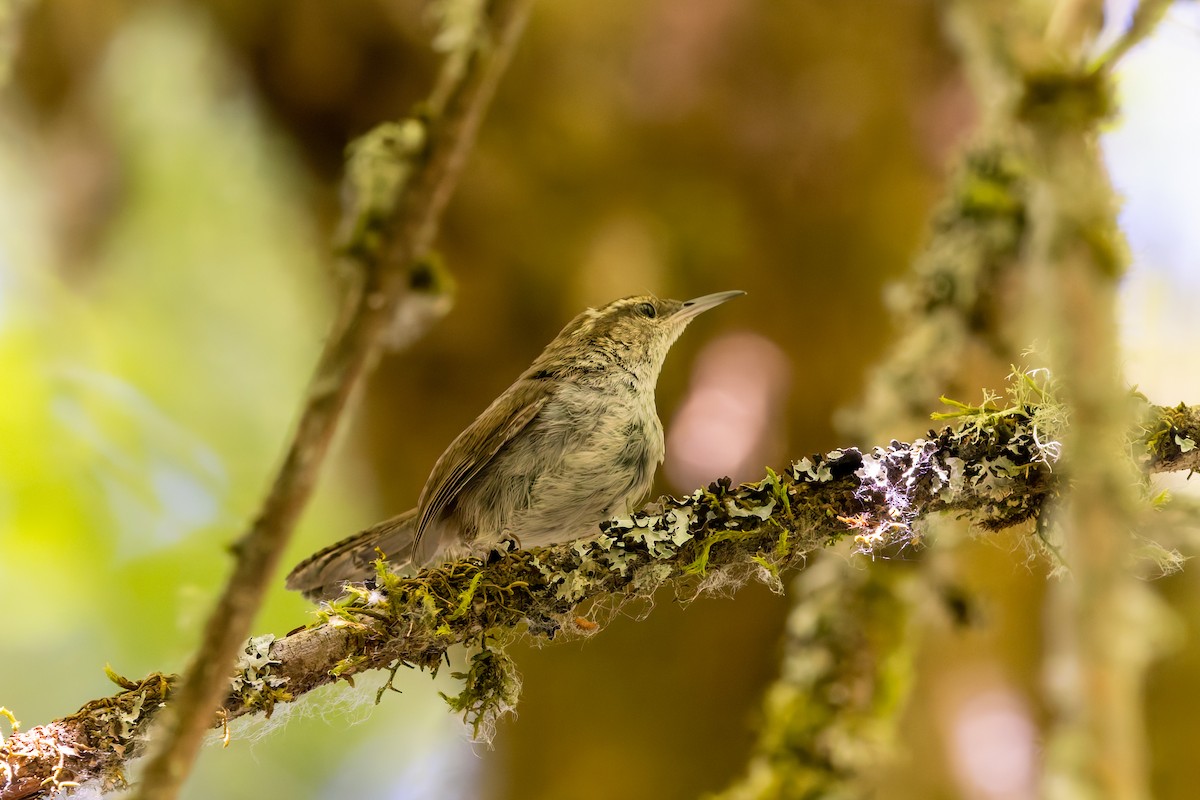 Bewick's Wren - ML639578375