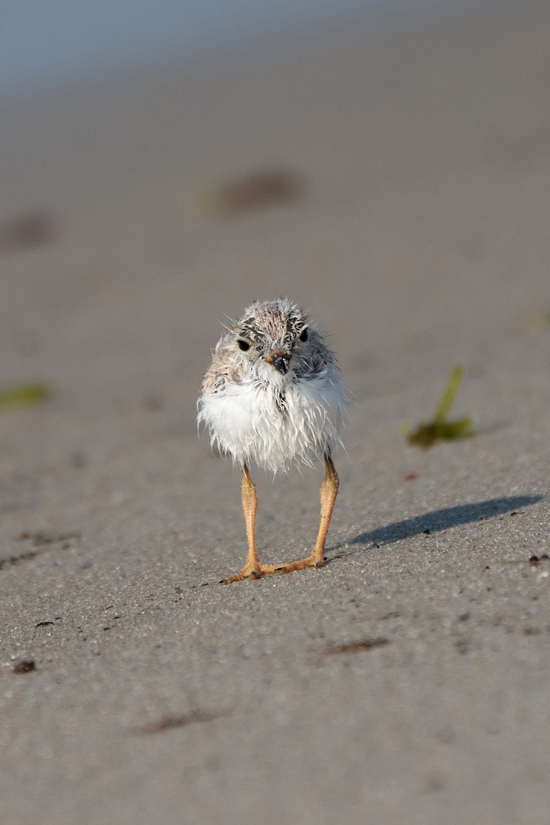 Piping Plover - ML639578459
