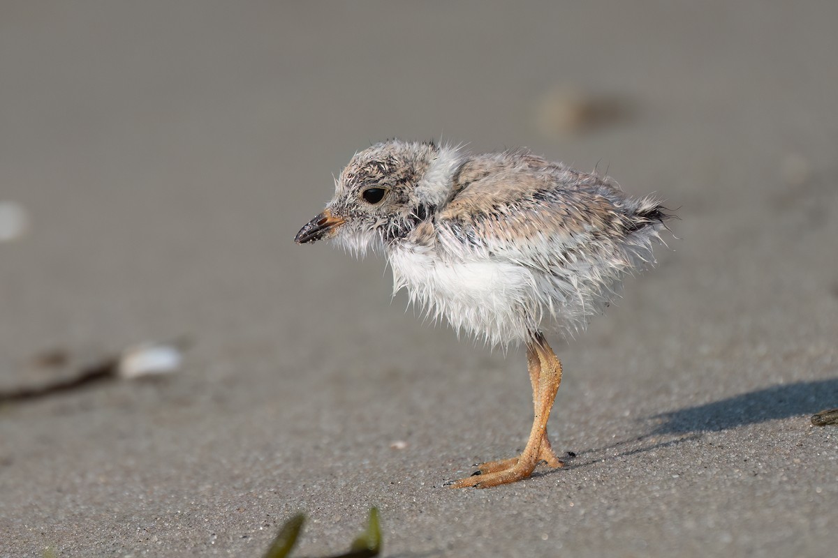 Piping Plover - ML639578460