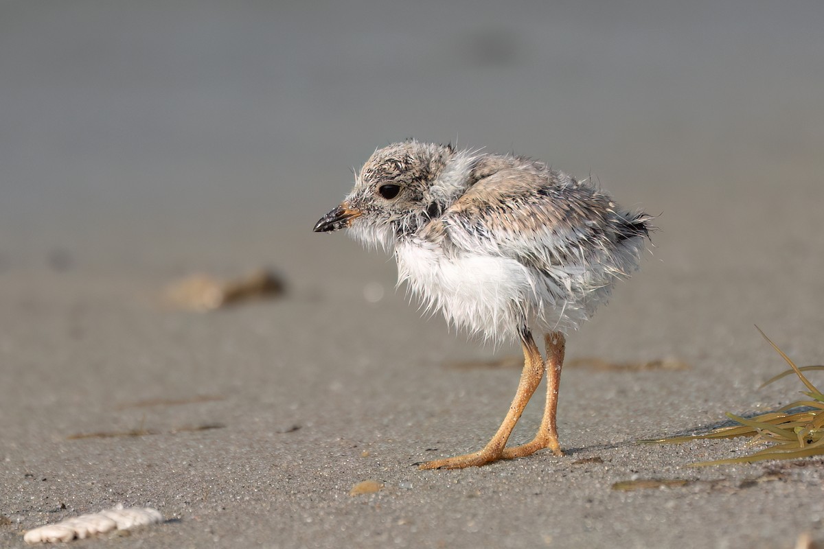 Piping Plover - ML639578461