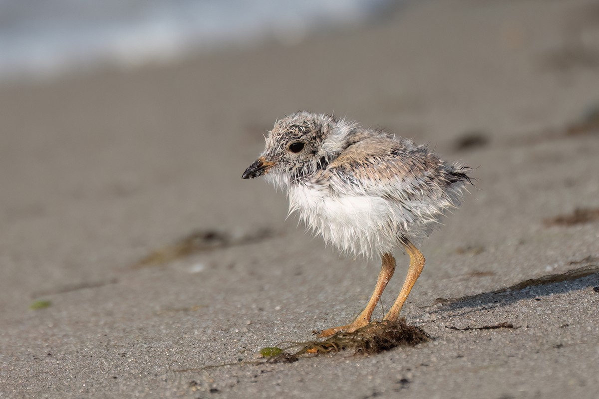 Piping Plover - ML639578462