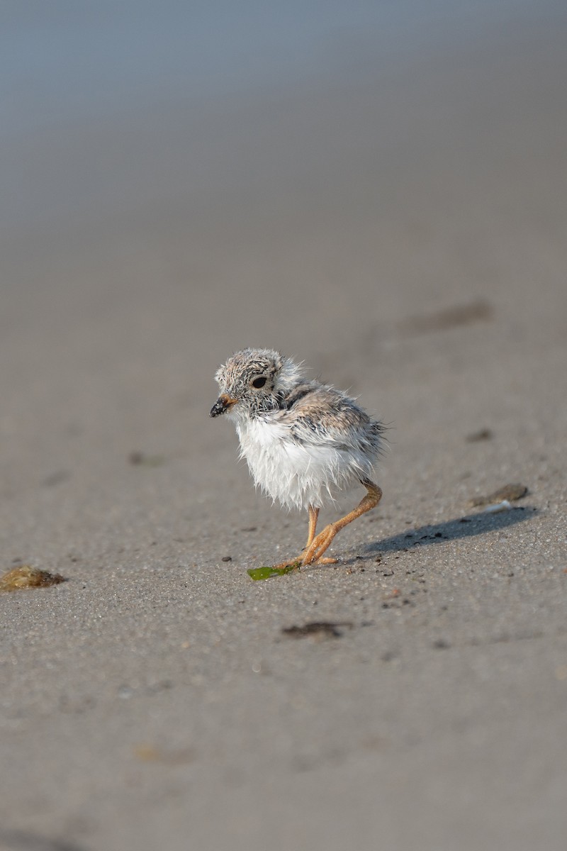 Piping Plover - ML639578463