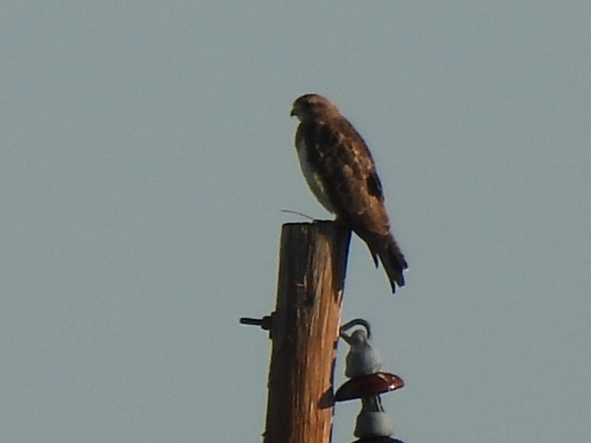 Swainson's Hawk - ML639578465