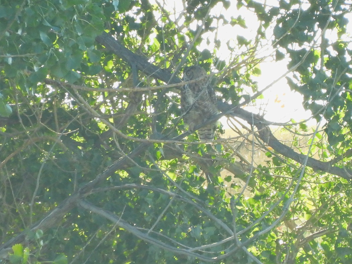 Great Horned Owl - ML639578473