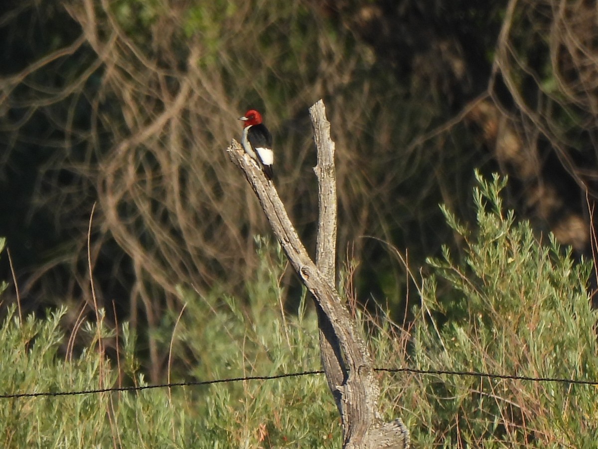 Red-headed Woodpecker - ML639578481