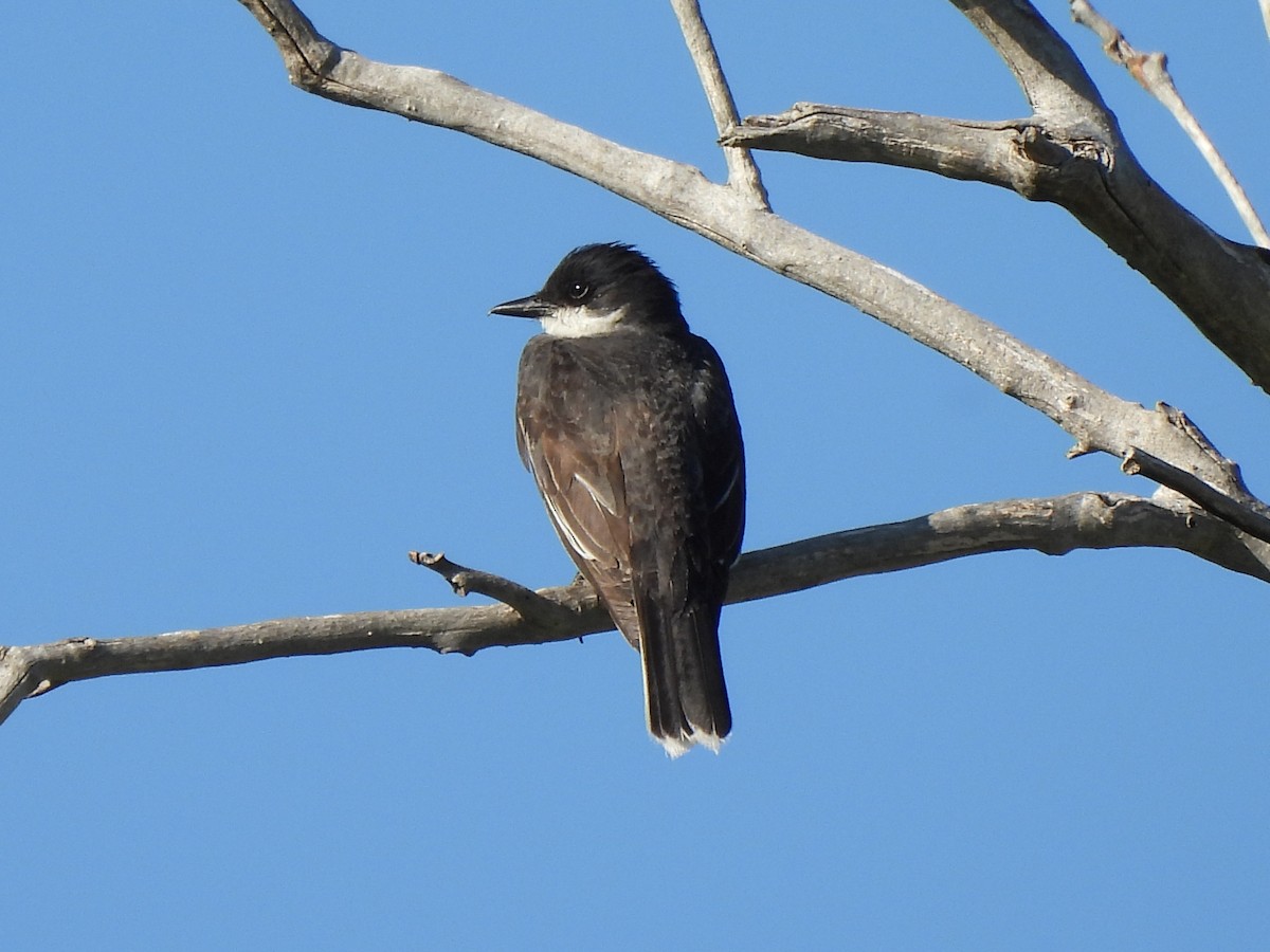 Eastern Kingbird - ML639578489