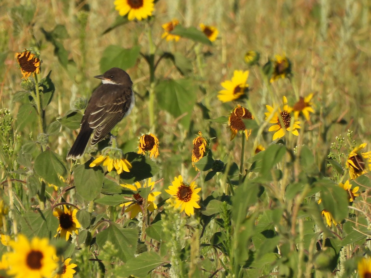Eastern Kingbird - ML639578490