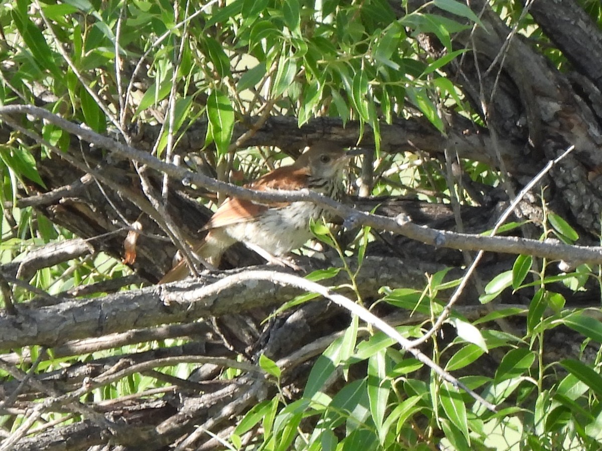 Brown Thrasher - ML639578514