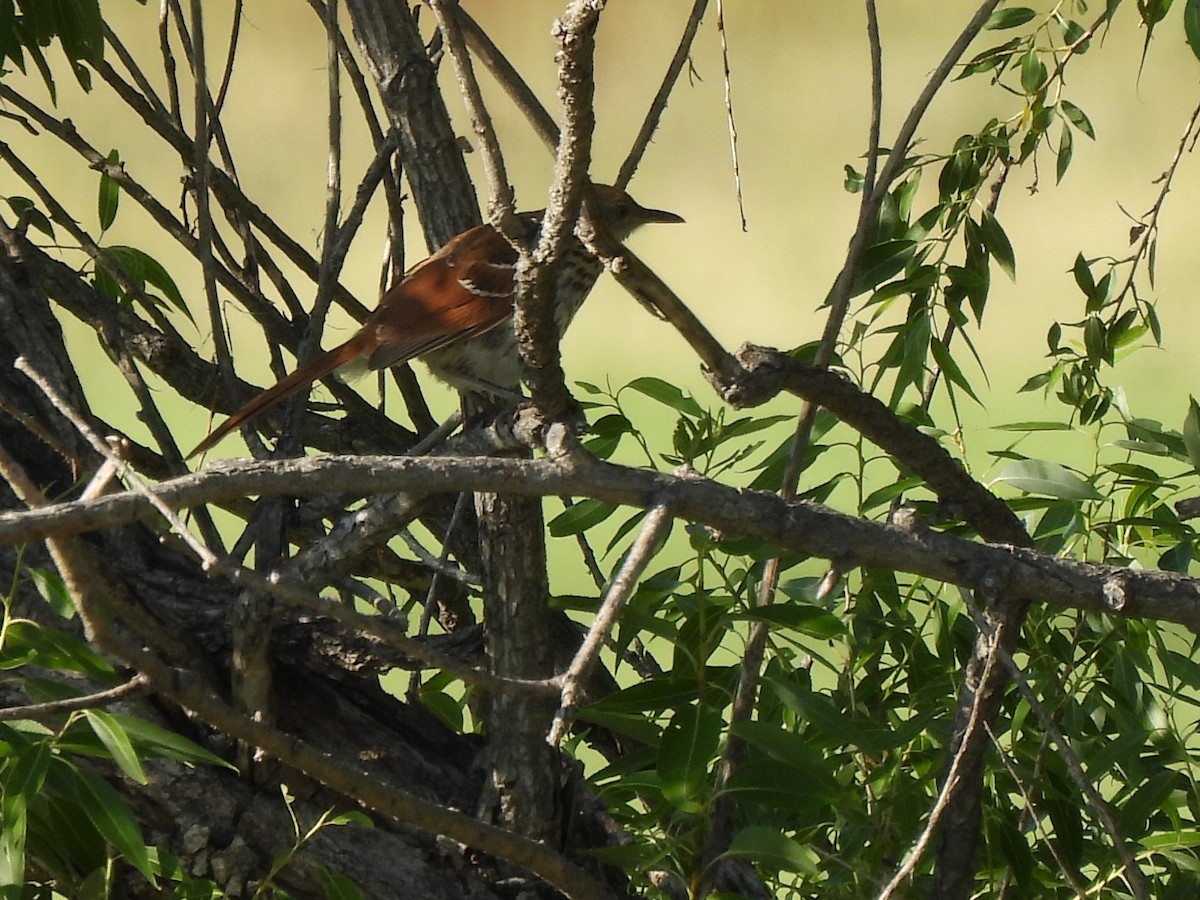Brown Thrasher - ML639578515
