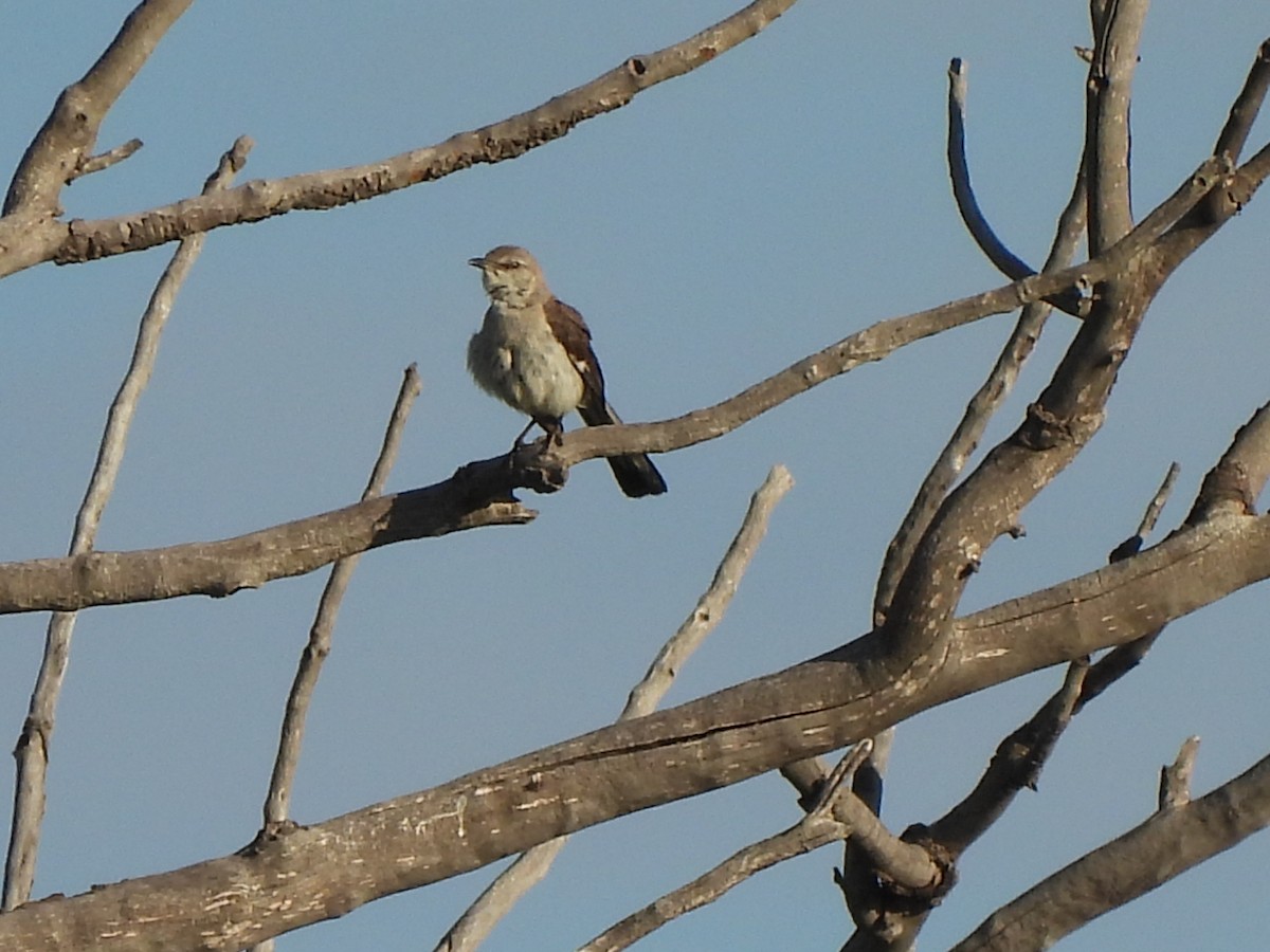 Northern Mockingbird - ML639578521