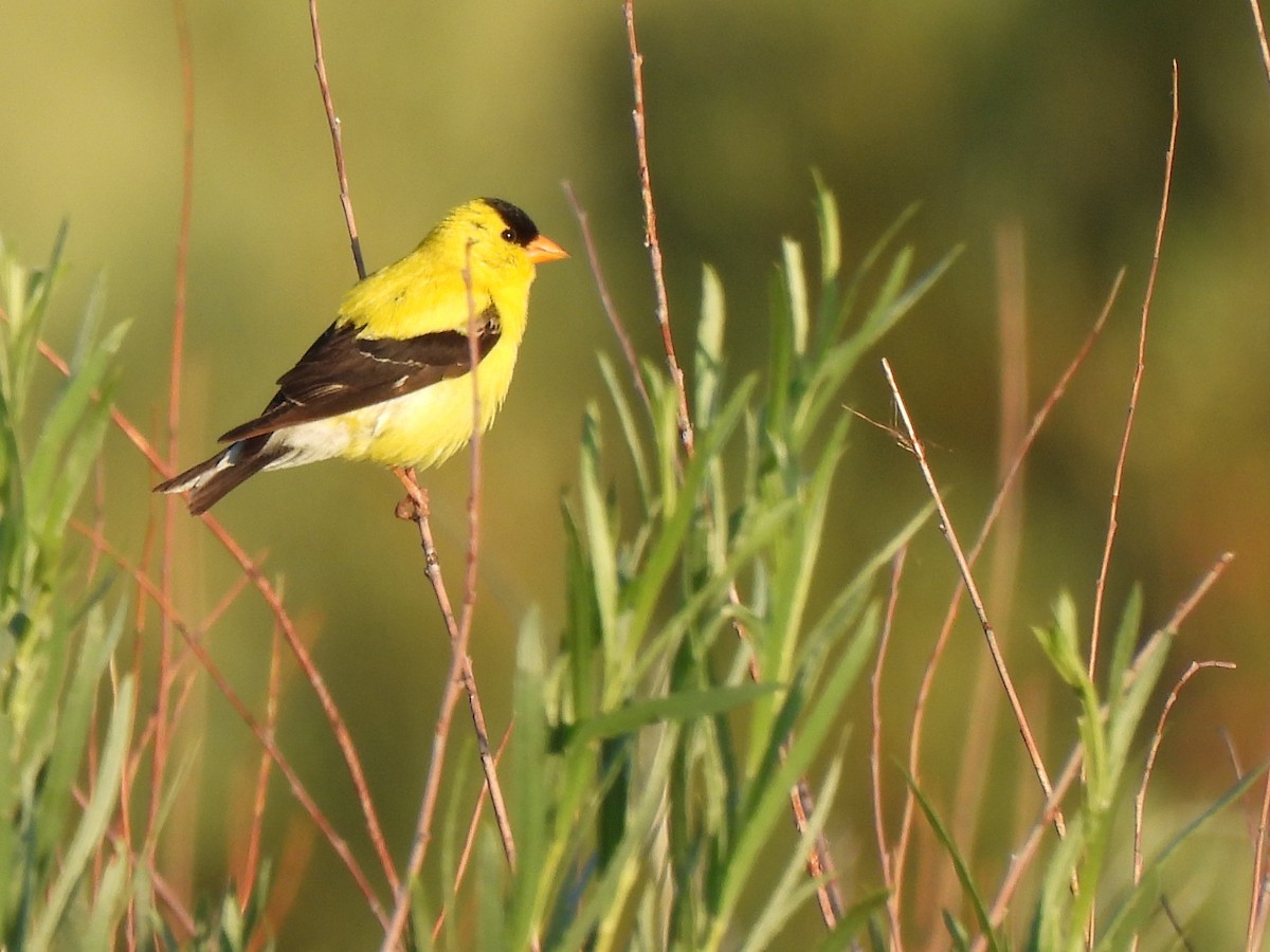 American Goldfinch - ML639578525