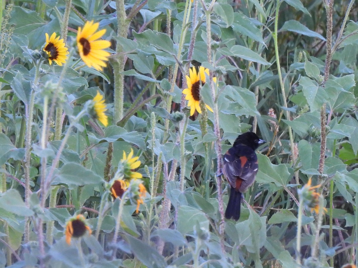 Orchard Oriole - ML639578537