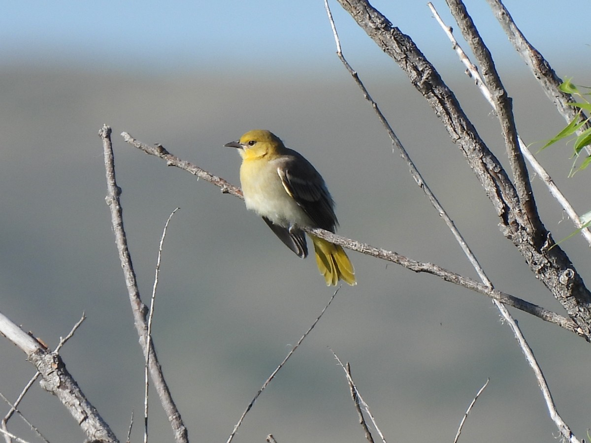 Bullock's Oriole - ML639578544