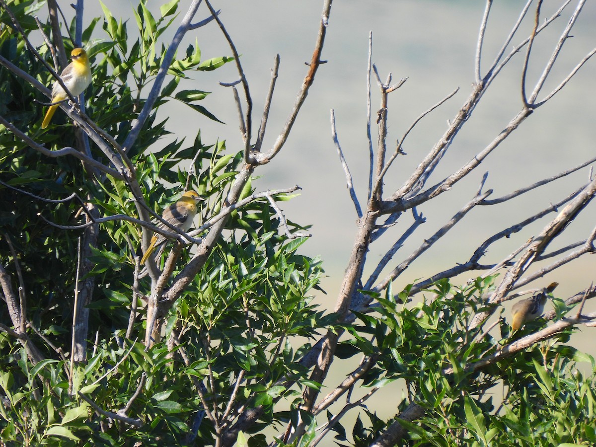 Bullock's Oriole - ML639578545