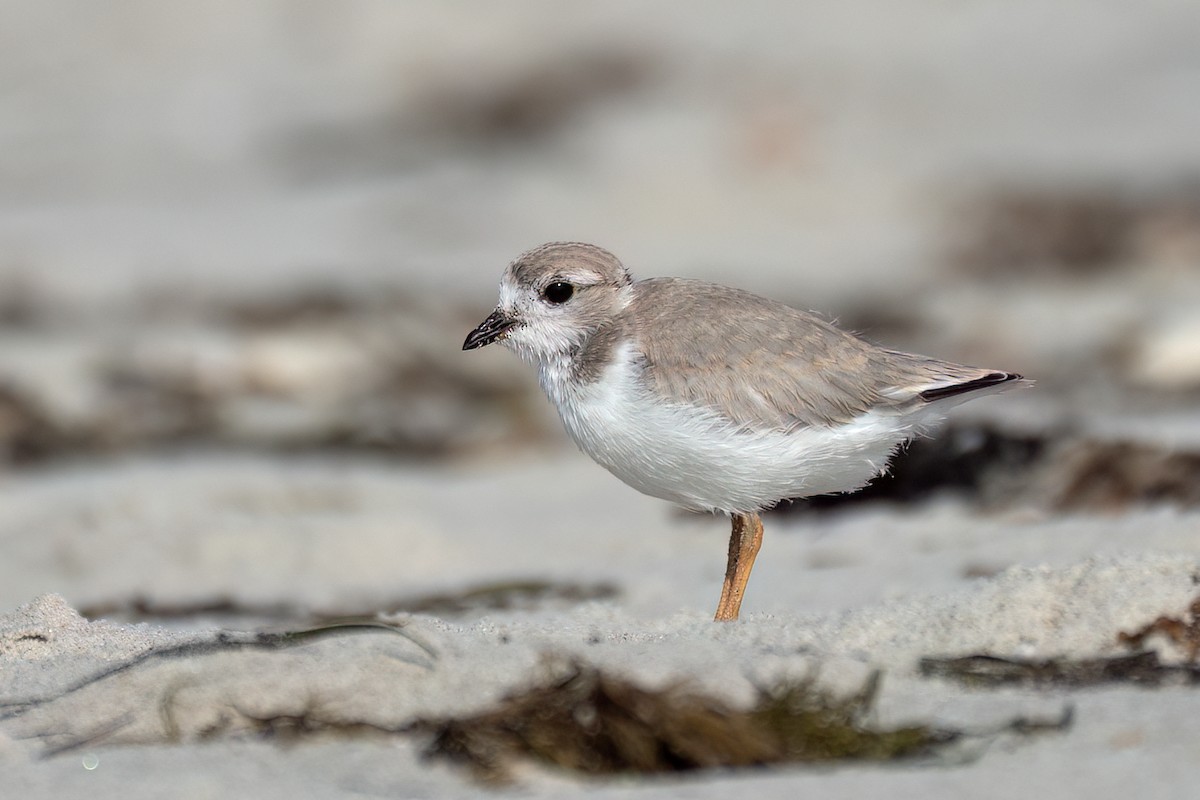 Piping Plover - ML639578557