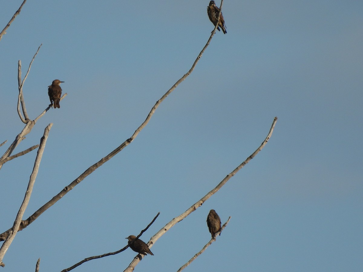 European Starling - ML639578583
