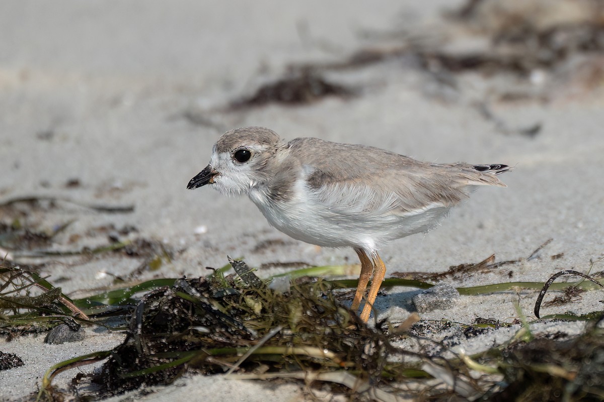 Piping Plover - ML639578598