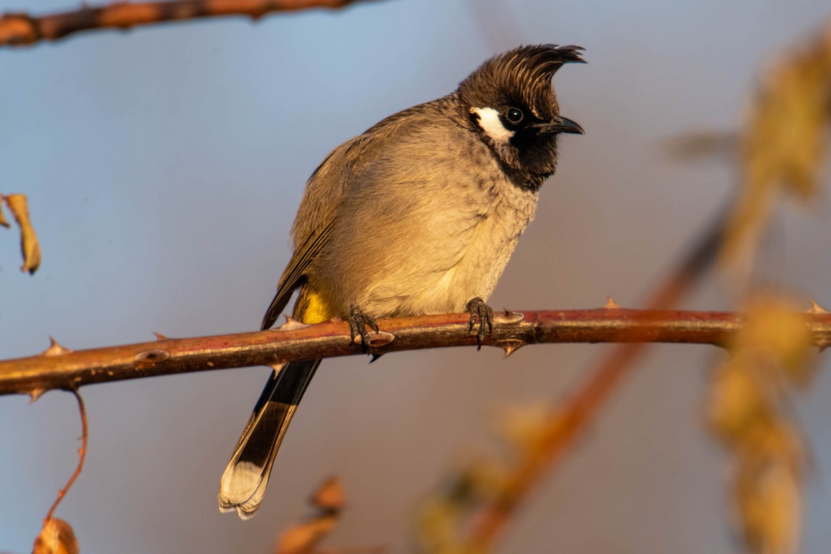 Himalayan Bulbul - ML639578776