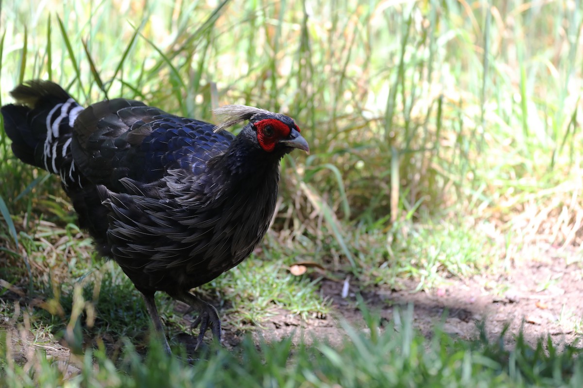 Kalij Pheasant - ML639578790