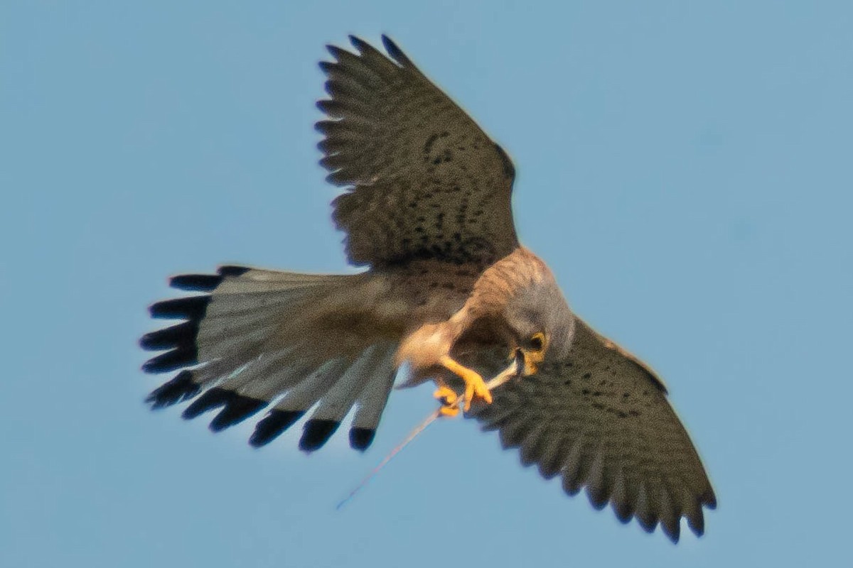 Eurasian Kestrel - ML639578794