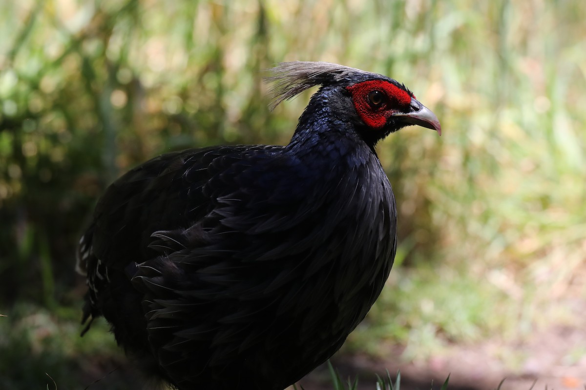 Kalij Pheasant - ML639578806