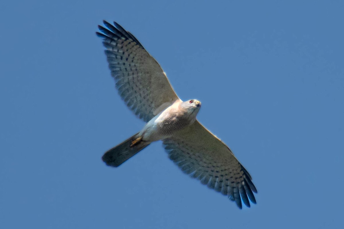 Shikra - ML639578824