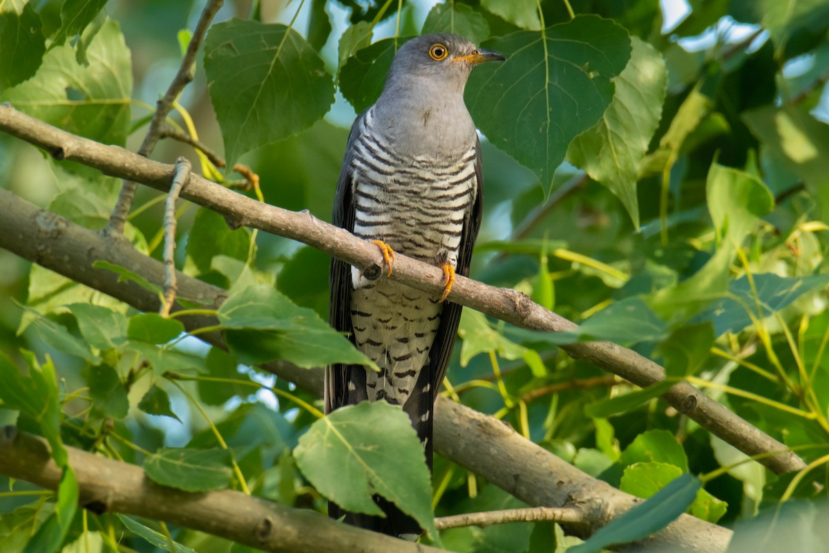 Common Cuckoo - ML639578845