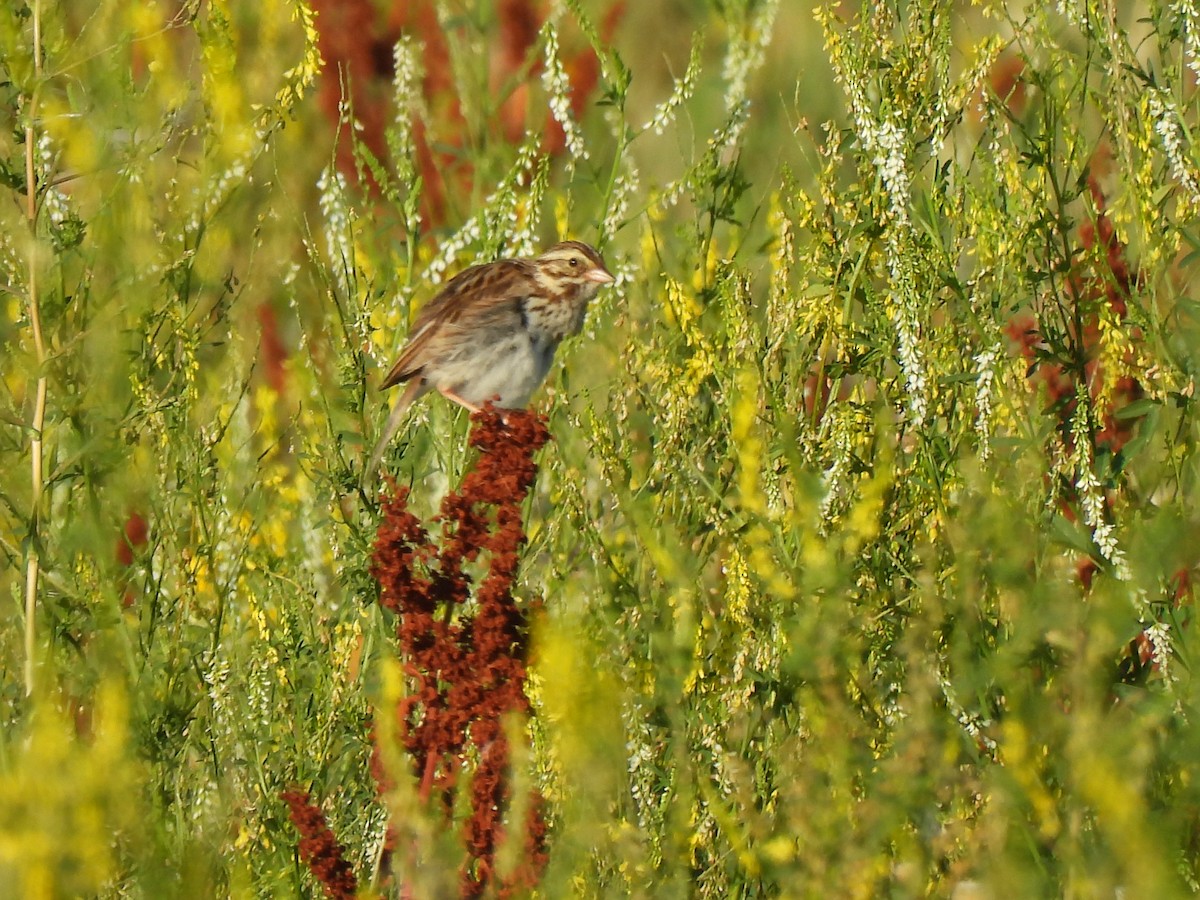 Savannah Sparrow - ML639578852