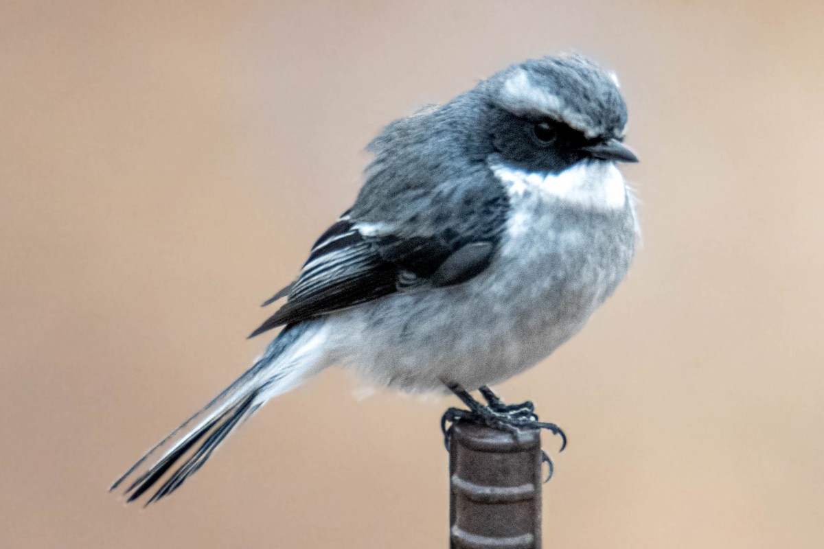 Gray Bushchat - ML639578855