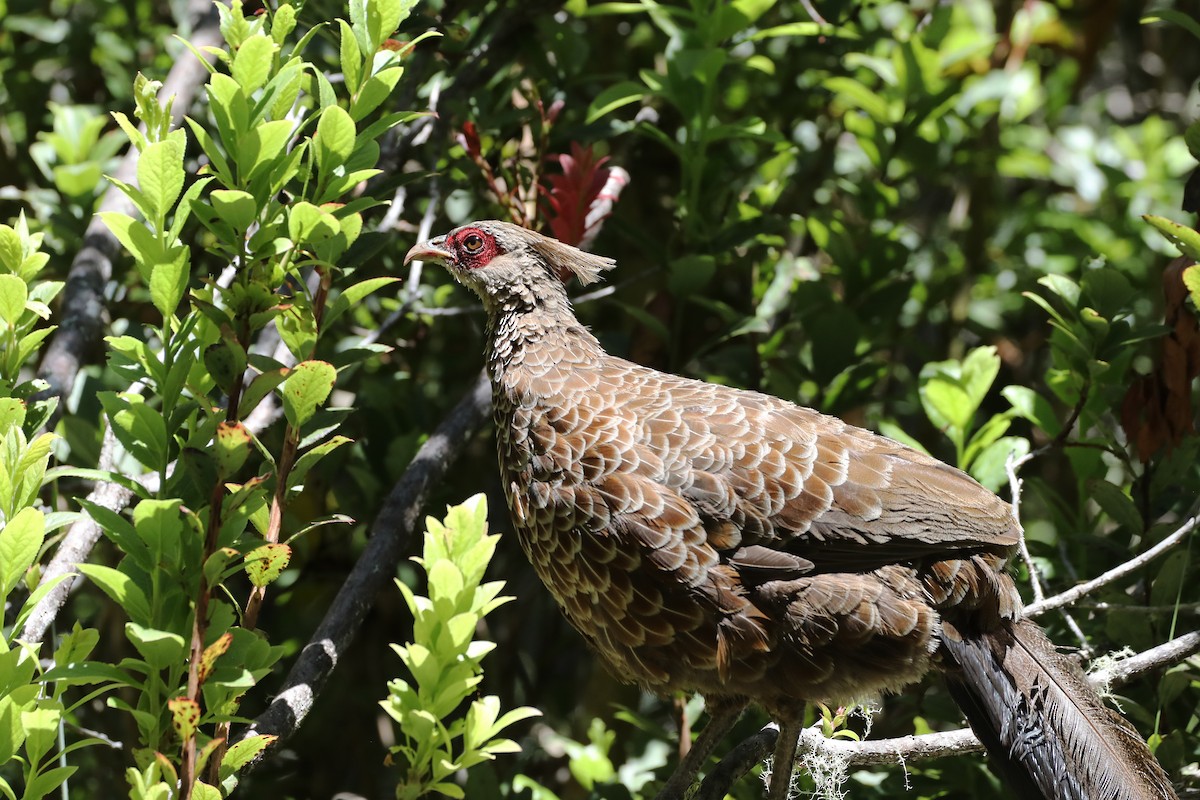 Kalij Pheasant - ML639578880