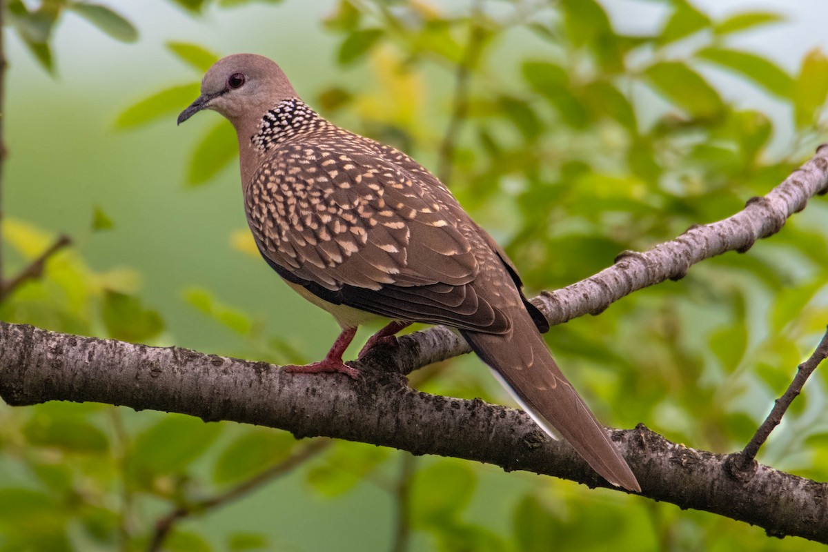 Spotted Dove - ML639578881