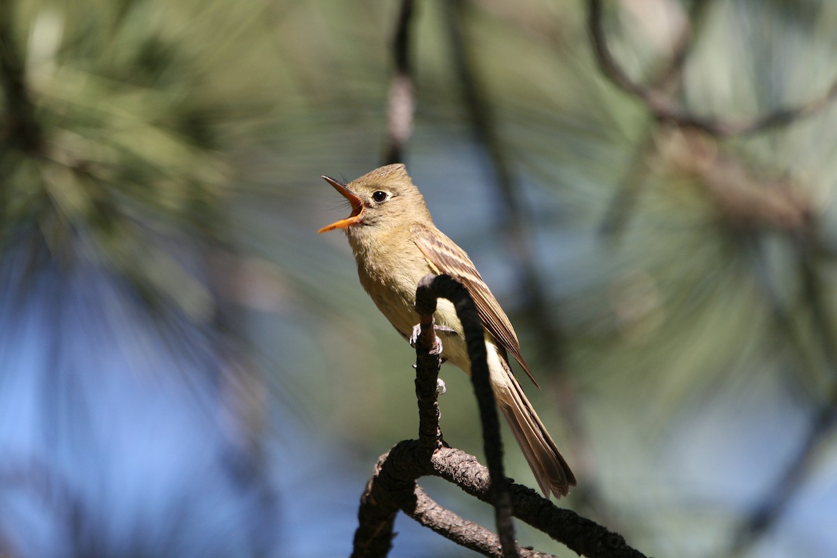 Western Flycatcher - ML639578887